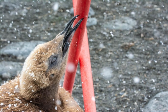 HDS25-26, Day 12, _DSC8666 © Hana Spickova - Oceanwide Expeditions.jpg