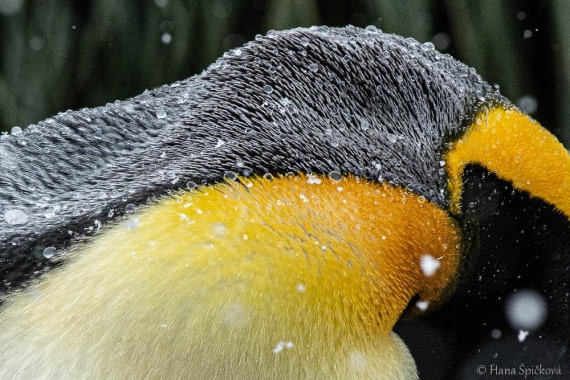 HDS25-26, Day 12, _DSC8671 © Hana Spickova - Oceanwide Expeditions.jpg