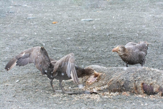 HDS25-26, Day 12, _DSC8706 © Hana Spickova - Oceanwide Expeditions.jpg