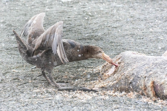 HDS25-26, Day 12, _DSC8718 © Hana Spickova - Oceanwide Expeditions.jpg