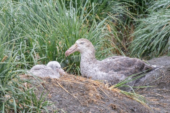 HDS25-26, Day 12, _DSC8734 © Hana Spickova - Oceanwide Expeditions.jpg