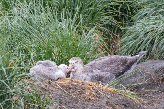 HDS25-26, Day 12, _DSC8738 © Hana Spickova - Oceanwide Expeditions.jpg