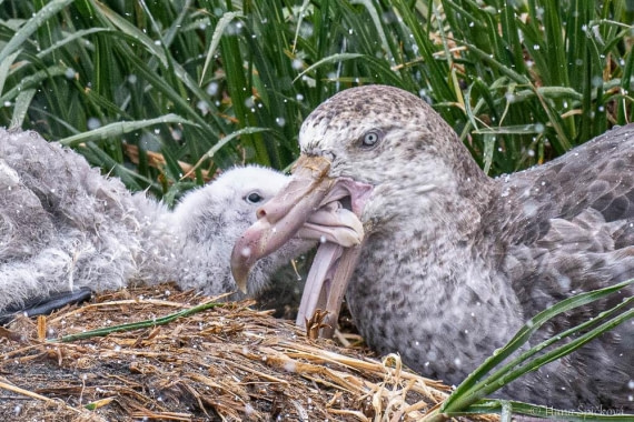 HDS25-26, Day 12, _DSC8741 © Hana Spickova - Oceanwide Expeditions.jpg