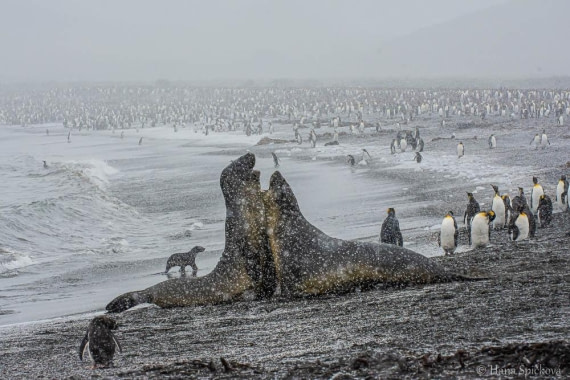 HDS25-26, Day 12, _DSC8748 © Hana Spickova - Oceanwide Expeditions.jpg