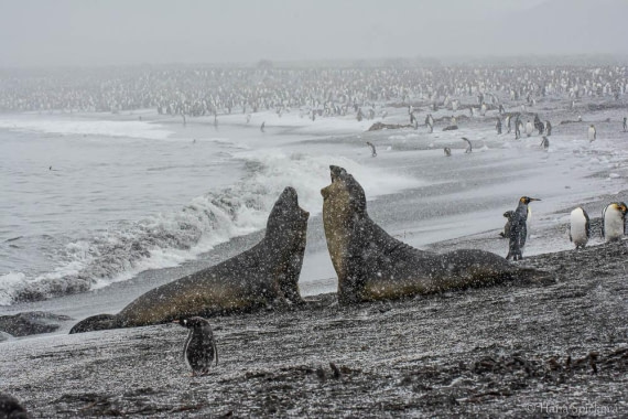 HDS25-26, Day 12, _DSC8751 © Hana Spickova - Oceanwide Expeditions.jpg