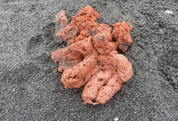 HDS25-26, Day 12, IMG_8123 © Unknown photographer - Oceanwide Expeditions.jpg