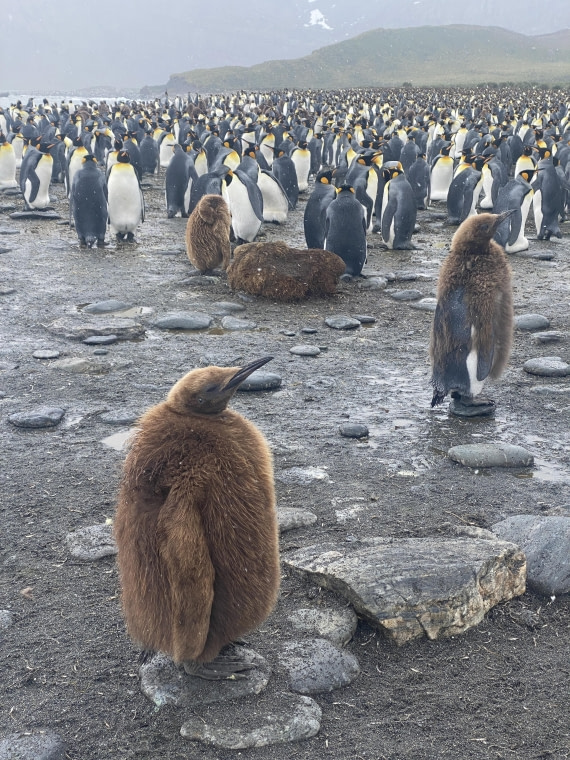 HDS25-26, Day 12, IMG_8134 © Unknown photographer - Oceanwide Expeditions.JPG