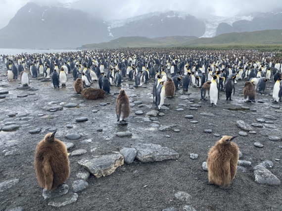 HDS25-26, Day 12, IMG_8135 © Unknown photographer - Oceanwide Expeditions.JPG