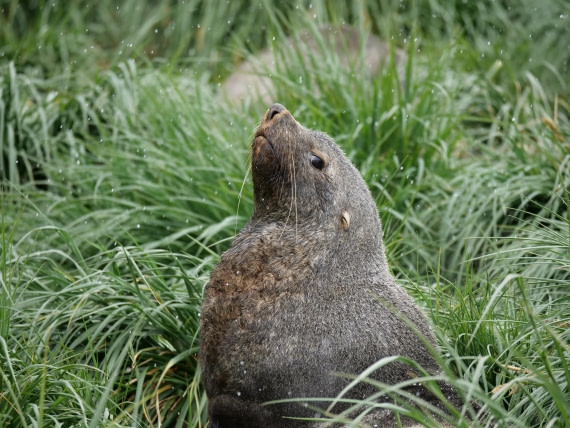 HDS25-26, Day 12, P1023178 © Unknown photographer - Oceanwide Expeditions.JPG