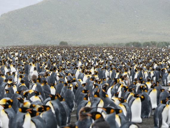 HDS25-26, Day 12, P1023180 © Unknown photographer - Oceanwide Expeditions.JPG