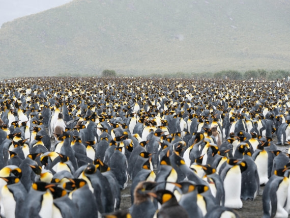 HDS25-26, Day 12, P1023181 © Unknown photographer - Oceanwide Expeditions.JPG