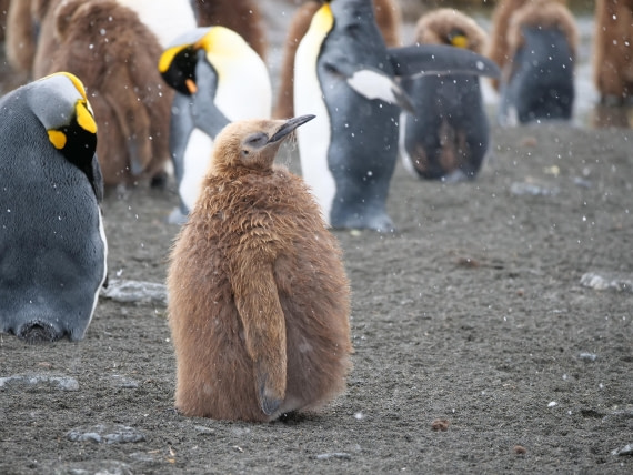 HDS25-26, Day 12, P1023184 © Unknown photographer - Oceanwide Expeditions.JPG