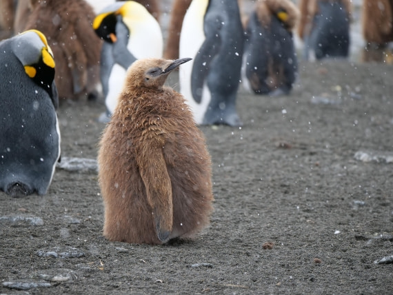 HDS25-26, Day 12, P1023186 © Unknown photographer - Oceanwide Expeditions.JPG