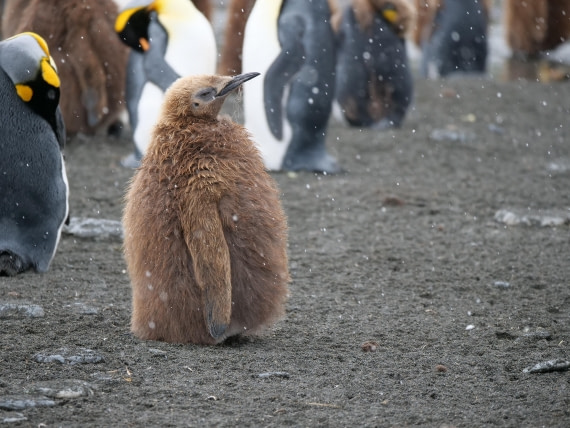 HDS25-26, Day 12, P1023190 © Unknown photographer - Oceanwide Expeditions.JPG