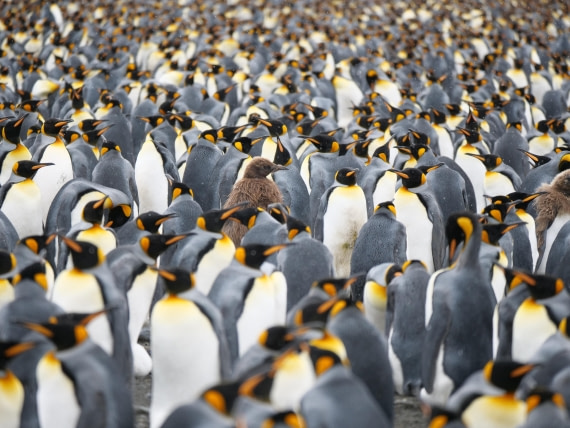 HDS25-26, Day 12, P1023199 © Unknown photographer - Oceanwide Expeditions.JPG