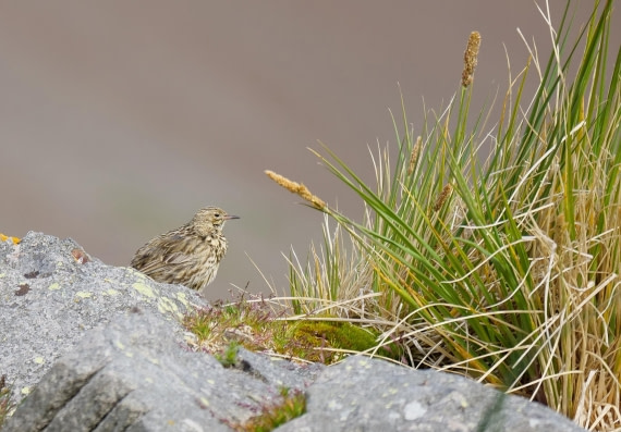 HDS25-26, Day 13, P1023212 copy © Unknown photographer - Oceanwide Expeditions.JPG
