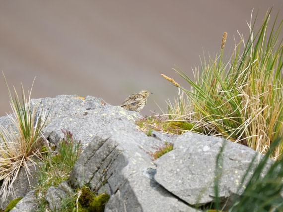 HDS25-26, Day 13, P1023218 © Unknown photographer - Oceanwide Expeditions.JPG