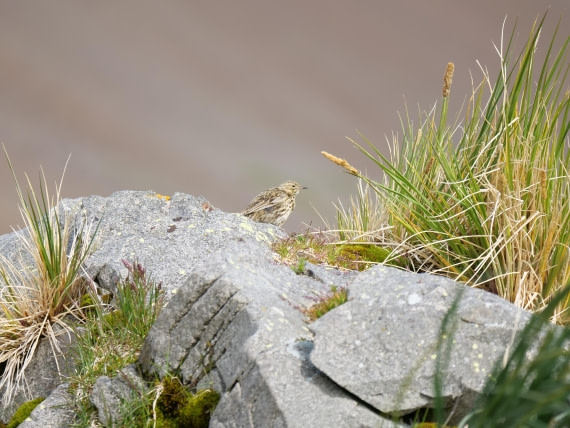 HDS25-26, Day 13, P1023219 © Unknown photographer - Oceanwide Expeditions.JPG