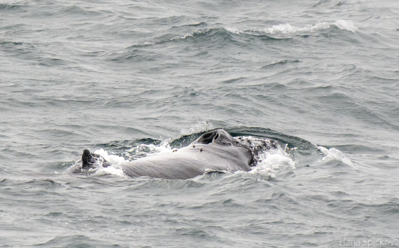 HDS25-26, Day 14, _DSC3291 © Hana Spickova - Oceanwide Expeditions.png