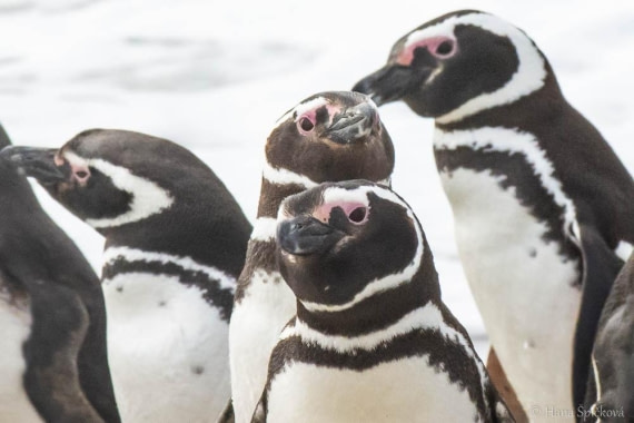 HDS25-26, Day 16, _DSC8762 © Hana Spickova - Oceanwide Expeditions.jpg