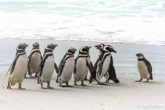 HDS25-26, Day 16, _DSC8763 © Hana Spickova - Oceanwide Expeditions.jpg