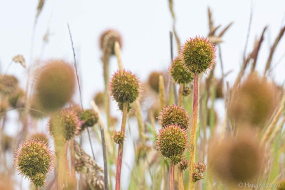 HDS25-26, Day 16, _DSC8768 © Hana Spickova - Oceanwide Expeditions.jpg