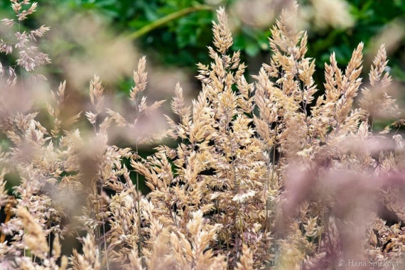 HDS25-26, Day 16, _DSC8771 © Hana Spickova - Oceanwide Expeditions.jpg