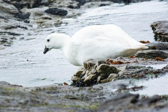 HDS25-26, Day 16, _DSC8774 © Hana Spickova - Oceanwide Expeditions.jpg