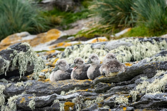 HDS25-26, Day 16, _DSC8784 © Hana Spickova - Oceanwide Expeditions.jpg