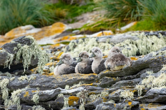 HDS25-26, Day 16, _DSC8785 © Hana Spickova - Oceanwide Expeditions.jpg