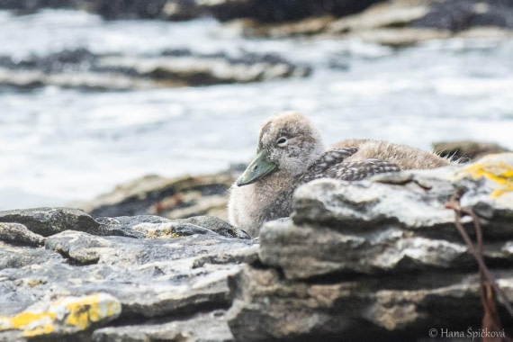 HDS25-26, Day 16, _DSC8788 © Hana Spickova - Oceanwide Expeditions.jpg