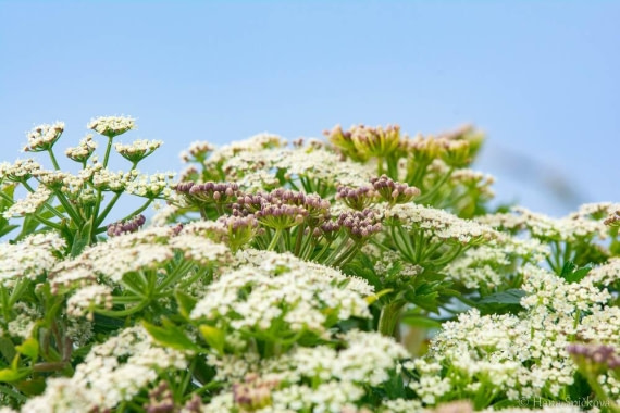 HDS25-26, Day 16, _DSC8791 © Hana Spickova - Oceanwide Expeditions.jpg