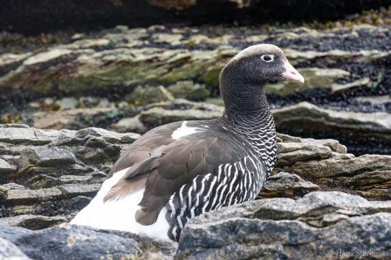 HDS25-26, Day 16, _DSC8794 © Hana Spickova - Oceanwide Expeditions.jpg