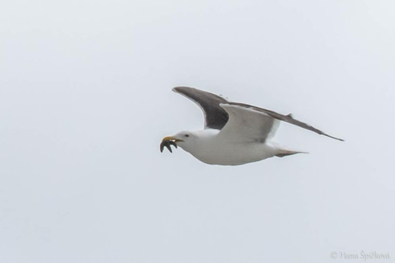 HDS25-26, Day 16, _DSC8806 © Hana Spickova - Oceanwide Expeditions.jpg