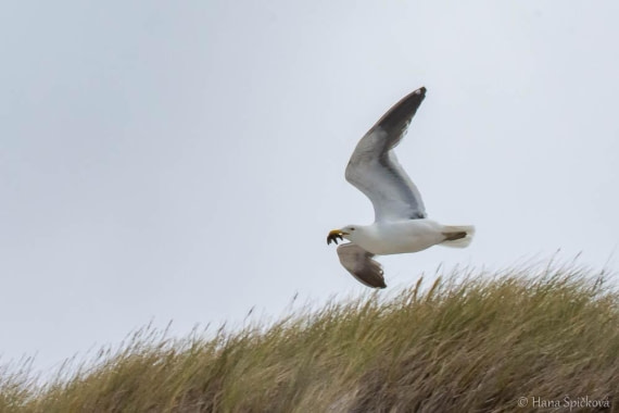 HDS25-26, Day 16, _DSC8807 © Hana Spickova - Oceanwide Expeditions.jpg