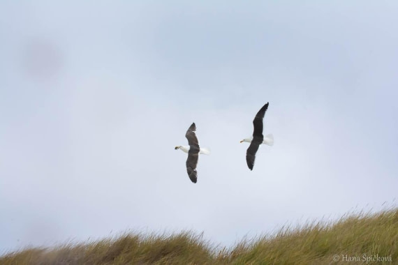 HDS25-26, Day 16, _DSC8809 © Hana Spickova - Oceanwide Expeditions.jpg