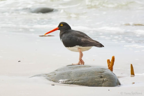 HDS25-26, Day 16, _DSC8824 © Hana Spickova - Oceanwide Expeditions.jpg