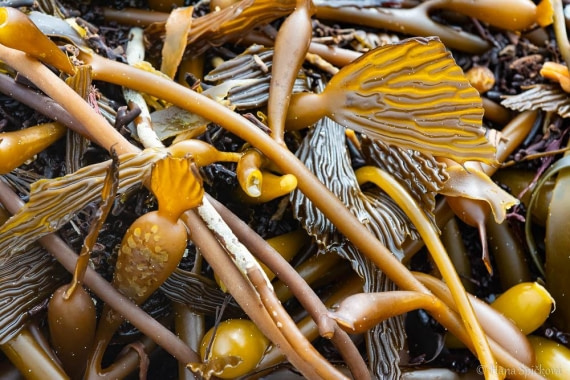 HDS25-26, Day 16, _DSC8826 © Hana Spickova - Oceanwide Expeditions.jpg