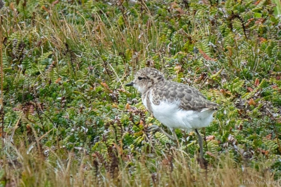 HDS25-26, Day 16, _DSC8843 © Hana Spickova - Oceanwide Expeditions.jpg