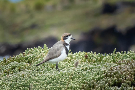 HDS25-26, Day 16, _DSC8848 © Hana Spickova - Oceanwide Expeditions.jpg