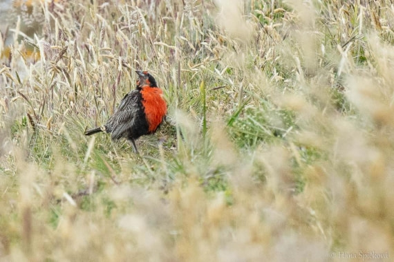 HDS25-26, Day 16, _DSC8857 © Hana Spickova - Oceanwide Expeditions.jpg