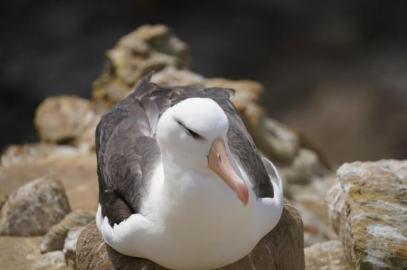 HDS25-26, Day 17, Black-browed albatross © Unknown photographer - Oceanwide Expeditions.jpg