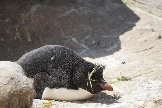 HDS25-26, Day 17, Penguin © Unknown photographer - Oceanwide Expeditions.jpg