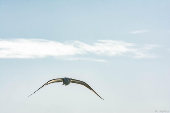 HDS25-26, Day 3, _DSC7021 © Hana Spickova - Oceanwide Expeditions.jpg