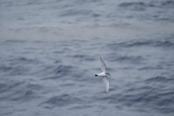 HDS25-26, Day 3, DSC06571 © Unknown photographer - Oceanwide Expeditions.JPG