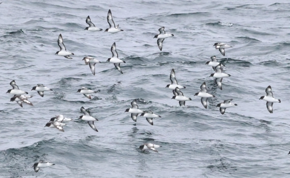 HDS25-26, Day 3, IMG_5425 © Unknown photographer - Oceanwide Expeditions.JPG