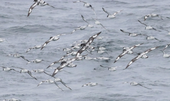 HDS25-26, Day 3, IMG_5430 © Unknown photographer - Oceanwide Expeditions.JPG