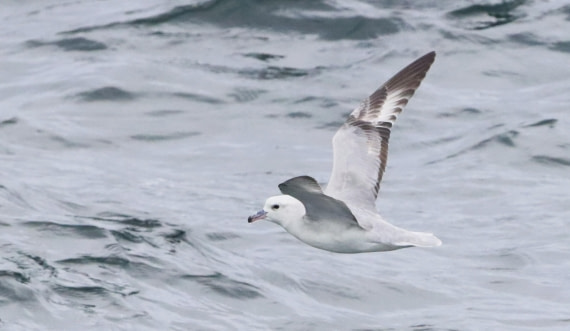 HDS25-26, Day 3, IMG_5433 © Unknown photographer - Oceanwide Expeditions.JPG