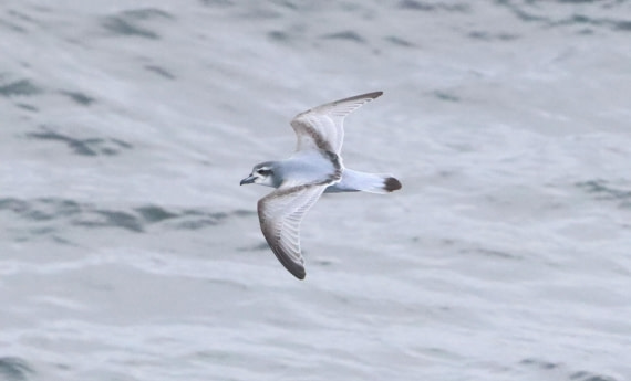HDS25-26, Day 3, IMG_5448 © Unknown photographer - Oceanwide Expeditions.JPG