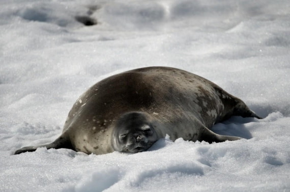 HDS25-26, Day 4, Seal © Unknown photographer - Oceanwide Expeditions.jpg